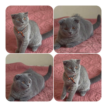 3 Scotish Fold shorthair