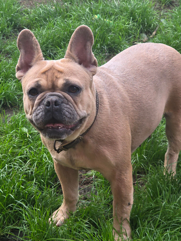 French bulldog bitch