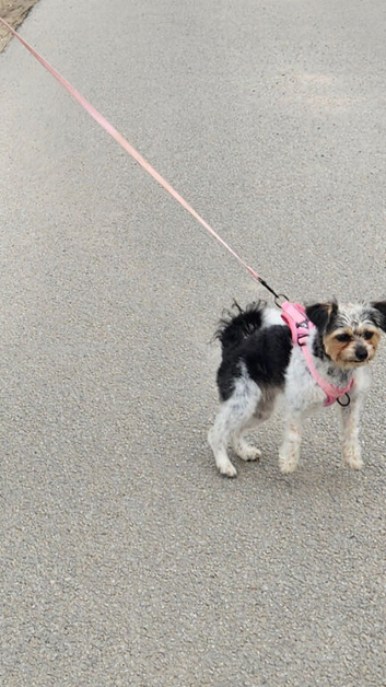 1y 4 months old Cavachon