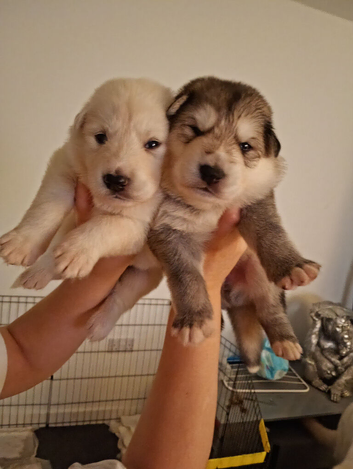 Gerberian Shepsky pups