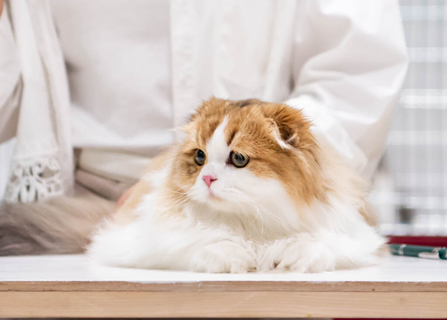 Scottish fold longhair boy neutered