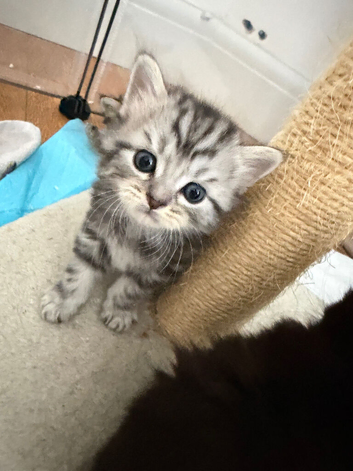 Ragdoll