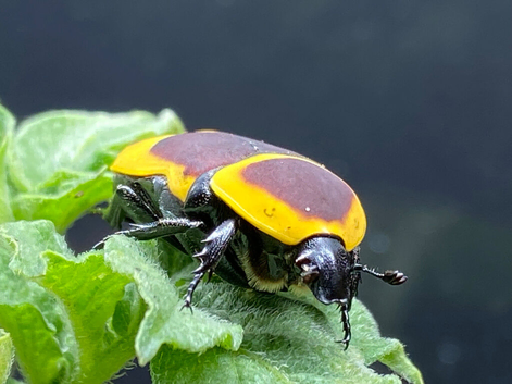 SUN BEETLES native of Western Africa.