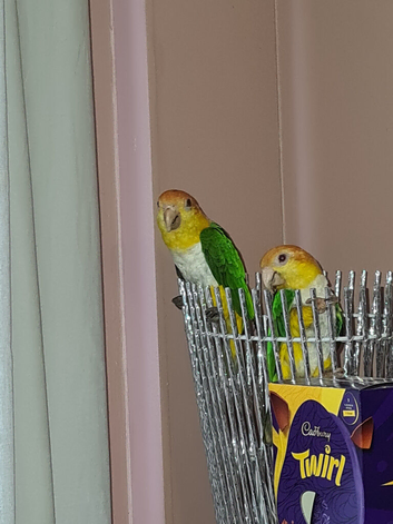 One male and one female Caiques.