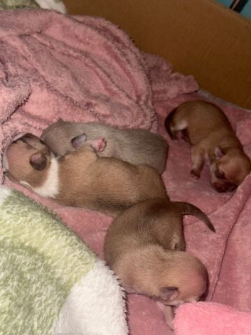 Beautiful Chihuahua Puppies - 2 Boys & 2 Girls