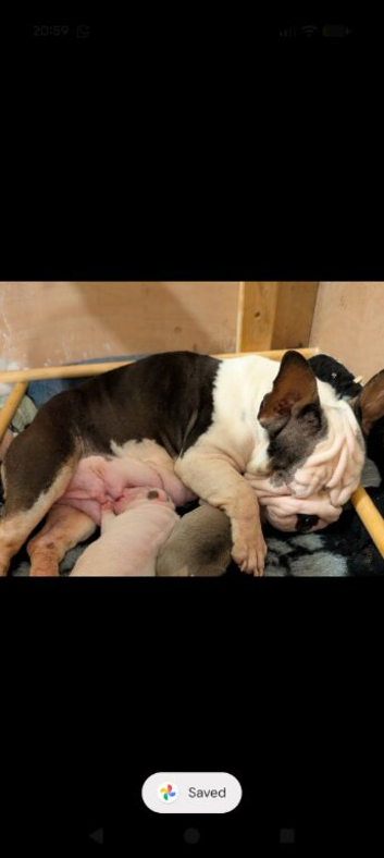 French bulldog big ropes