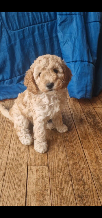 Beautiful apricot Cockapoo girl, very friendly and looking for her loving home
