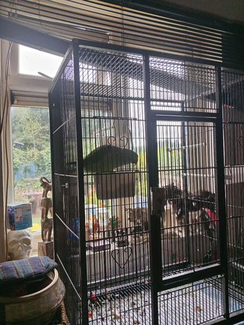 Female ringneck neck and cage