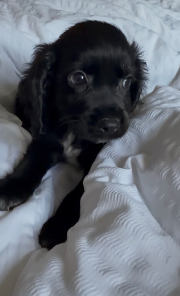 Teddy
