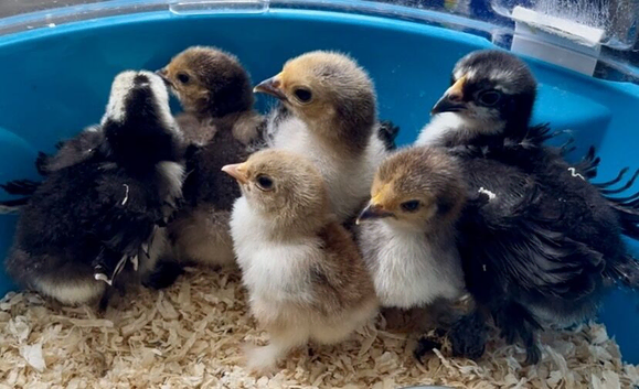Pekin bantam frizzle chicks