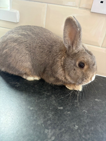 Mini lop/New Zealand Bunny