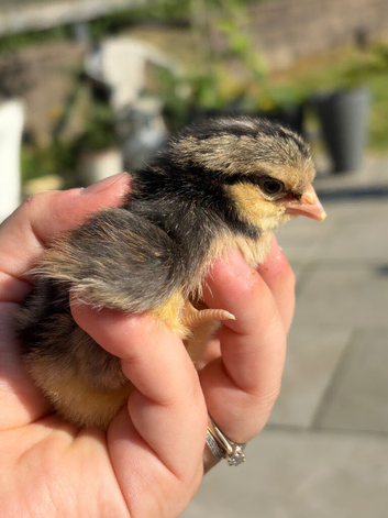 Cream Legbar chicks
