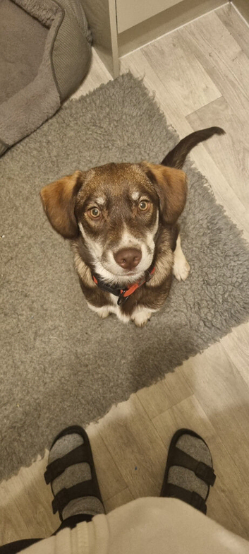 Male cocker spaniel cross husky