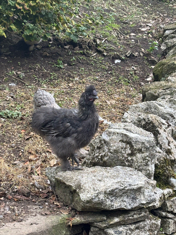 Silkie cockerel