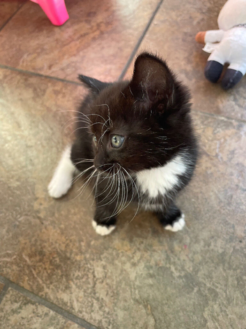 Kitten for sale