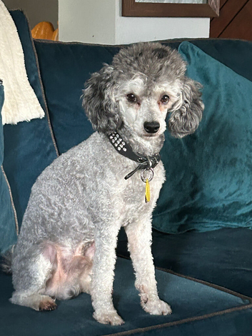 Silver Phantom Toy Poodle Available for Stud