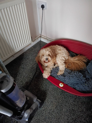 Cavapoochon