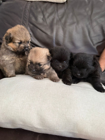 Pomeranian puppies