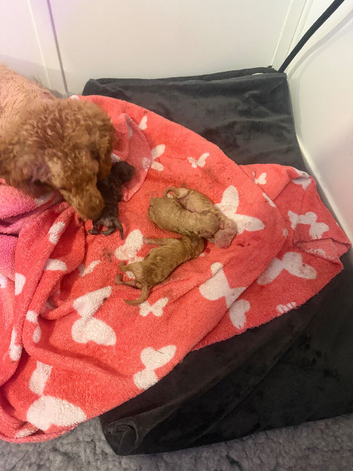 5 toy poodle puppy&rsquo;s 3 boys 2 girls