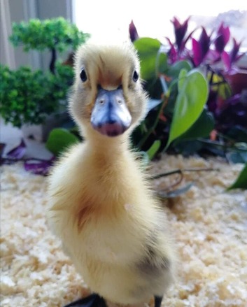 Gorgeous Variety of Sexed Ducklings