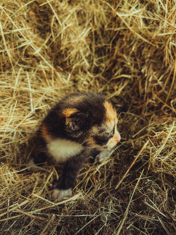 kittens