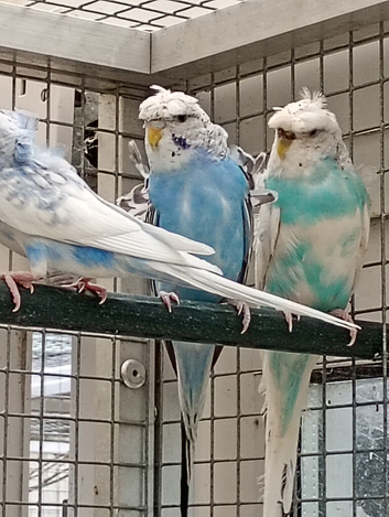 Helicopter budgies for sale
