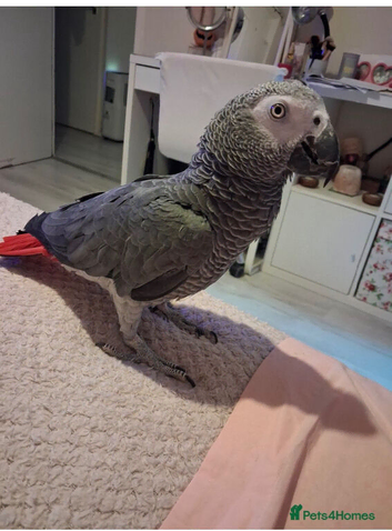 3 year old African grey parrot