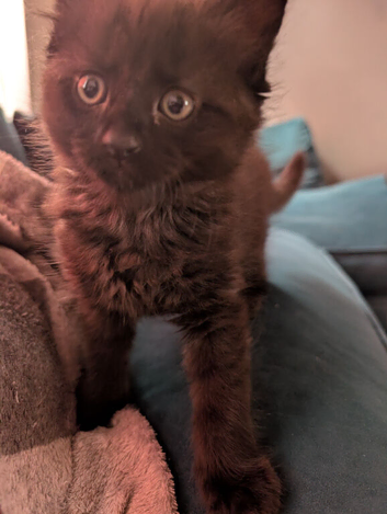 Kittens ready to go today!