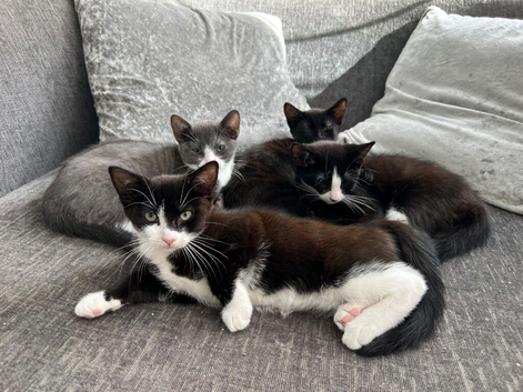 Ragdoll cross russian blue kittens