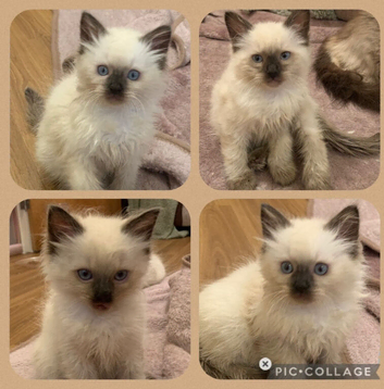Ragdoll kittens