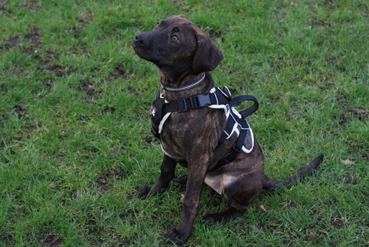 Staff cross beautiful girl