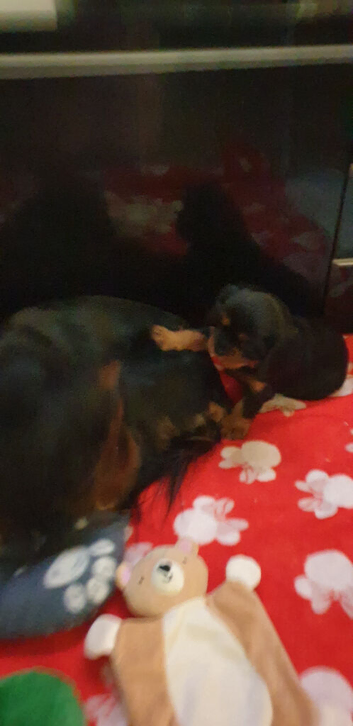 Black and tan cavalier puppy