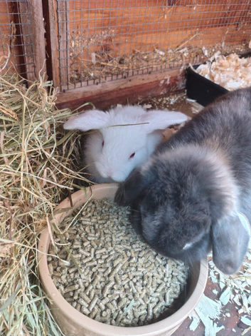 Female and male dwaft lop kits