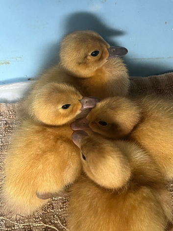 Welsh Harlequin Ducklings hatched 23/5/26