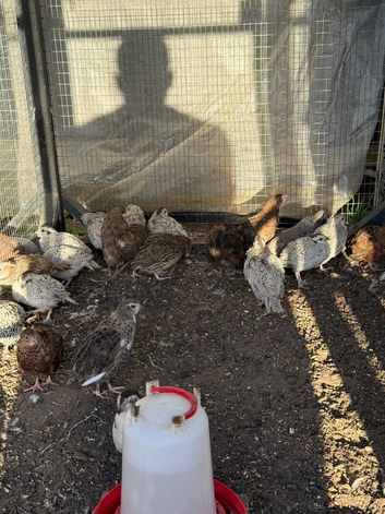 Snowflake bobwhite quail
