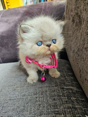 Stunning Pedigree Persian Kittens