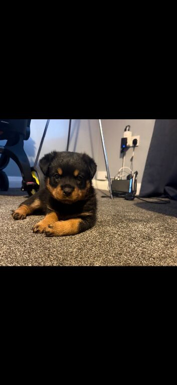 Rottweiler puppy