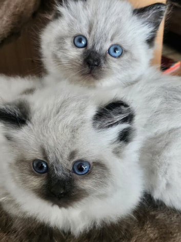 Rag Doll Brothers