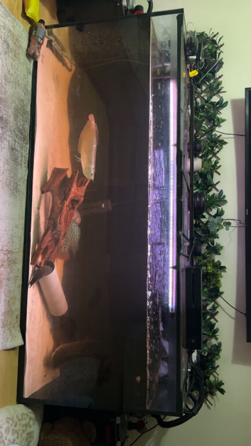 Fish tank