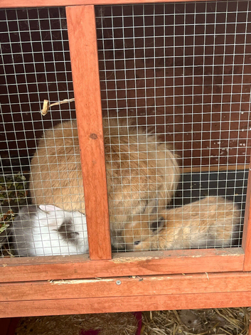 Lionhead/lop baby rabbits