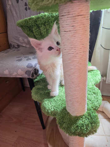 PEDIGREE MAINE COON KITTENS