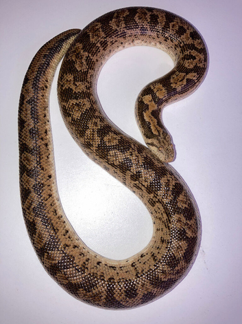 RUSSIAN BROWN SAND BOA