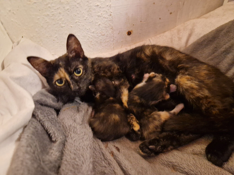 Female Calico Kitten