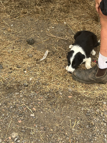 Beautiful sheepdog puppies