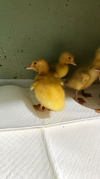 Days old runner duck ducklings