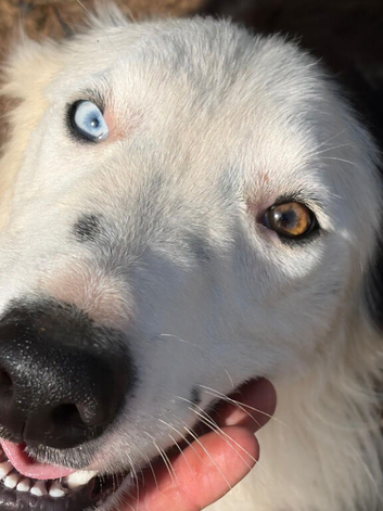 Pedigree Border Collie