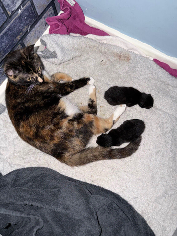 Two adorable kittens for sale