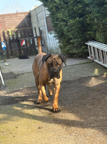 Cane corso