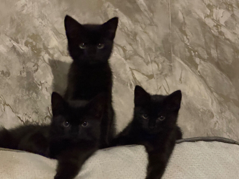 Ragdoll mixed kittens