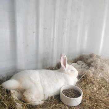 New Zealand rabbits